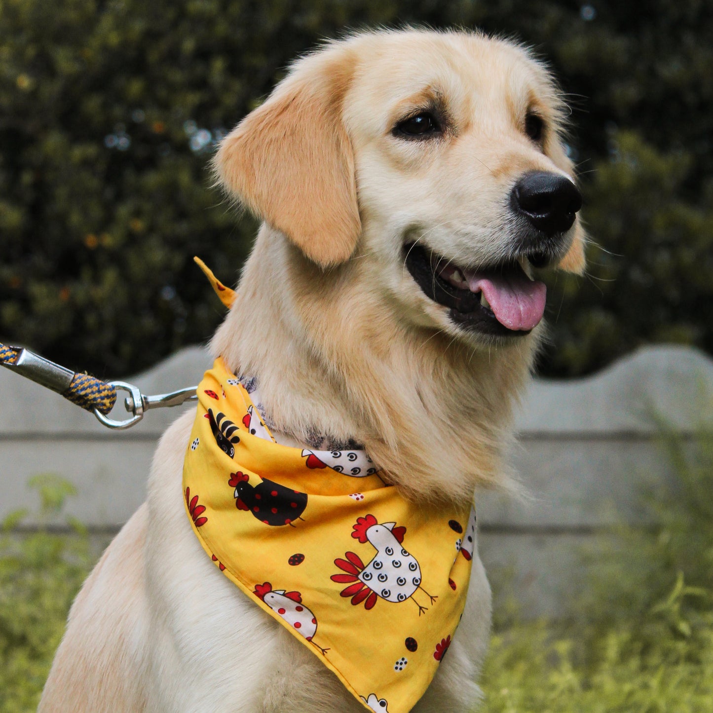 Chimken Tie-On Bandana